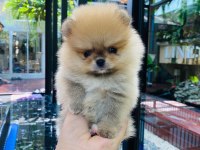 Pomeranian Boo Yavruları