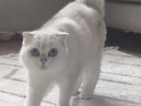 Scottish Fold Blue Eyes