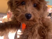 6 Aylık Dişi Toy Poodle