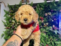 2 aylık toy poodle yavrumuz