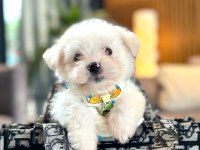 Korea maltese terrier cep boy