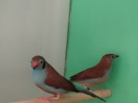 Cordon blue ispinoz çift tkf bilezikli