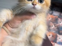 British Shorthair Golden Koca Göz Ny12