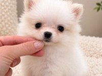 Pomeranian Boo Teacup