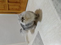 Chinchilla 8,5 Aylık