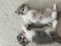 Bicolor nadir bulunan çift renk anne baba safkan kediler
