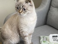 Uysal scottish fold kızıma yuva