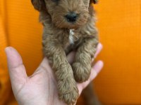 MALTİPOO YAVRULAR (4 TANE MEVCUTTUR)