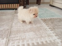 Pomeranian yavrularımız