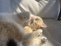 Şecereli Safkan Golden British Shorthair Dişi NY12
