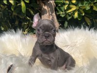 Exotic renk french bulldog yavrularım