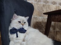 İran Kedisi