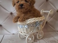 SON KALAN TOY POODLE KALİTESİNDE MALTİPOO YAVRUM