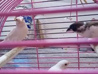 Yavru makineleri bengal ispinoz finch