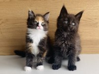 Değerini bilene XXL MAINE COON bebeklerim 