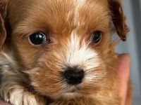 Karamel Maltipoo Teacup