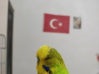 Topluda uygun muhabbet kuşu