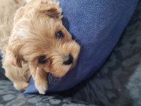 Maltipoo yavrumuz