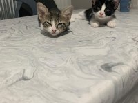 2 Aylık sevimli yavru kedilere acil yuva aranıyor