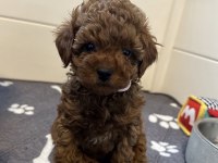 WC EĞİTİMLİ EV ORTAMINA UYGUN POODLE BEBEKLER