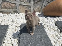 YEŞİL GÖZ İZABELLA ERKEK EFSANE FRENCH BULLDOG