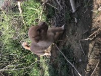 Şirin Yavru Köpekler SAHİPLENDİRİLECEK
