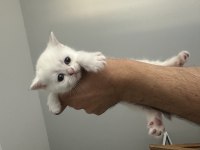 KEDİLERİMİZİN SÜTTEN KESİLMESİNE SON 10 GÜN