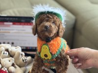 Yakışıklı oğlum Odin büyümeyen toy Poodle