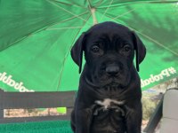 Cane corso yavrularmız