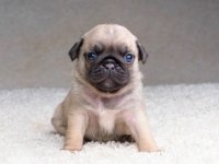 Irk Ve Sağlık Garantili Pug