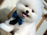 En mini boy pomeranian bebekler