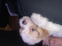 2 Aylık Maltipoo yavru