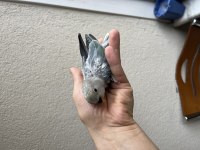 Yeni yeme düşen sevda papağanımız