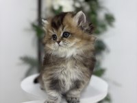Black golden yakışıklı british longhair