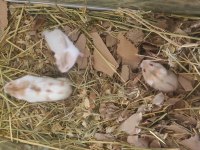 Gonzales bebek hamsterler