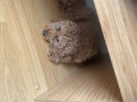 Çok Akıllı 2 yaşında Toy Poodle
