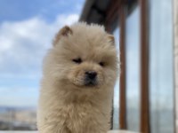 Chow chow köpeğimiz