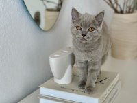SAFKAN BRITISH SHORTHAIR