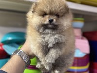 Pomeranian Orange Yavrumuz Aşıları Yapıldı