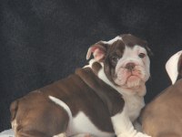 EGZOTİC İNGİLİZ BULDOG YAVRULAR