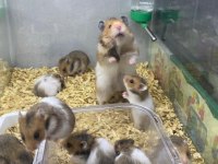 Sevimli Hamster Ve Kafes Çeşitleri Adrese Teslim
