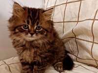 Yakışıklı british longhair oğlumuza sahip aranıyor