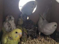 Yeme düşmeye hazırlanan yavru muhabbet kuşları