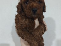 KENDİ KIZIMIN POODLE YAVRULARI