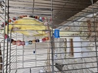 2 buçuk yaşında erkek sultan papağanı