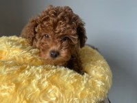 SAĞLIK GARANTİLİ SEVİMLİ TAM TOY POODLE YAVRULARIMIZ