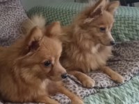 0 numara pomeranian spitz erkek ve dişi