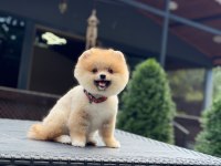 SAĞLIK VE IRK GARANTİLİ POMERANİAN KÖPEĞİMİZ