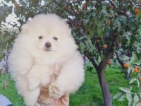 Kar beyazı pomeranian yavrularımız