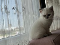 British shorthair bluepoint